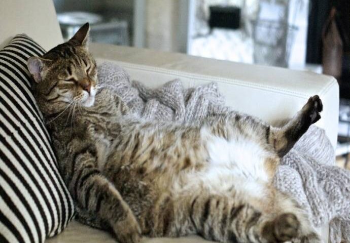 10 consejos para proteger tu sofá cama de tu gato